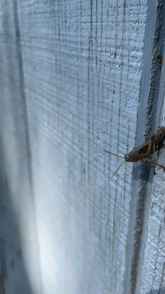 Grasshopper Shed Door