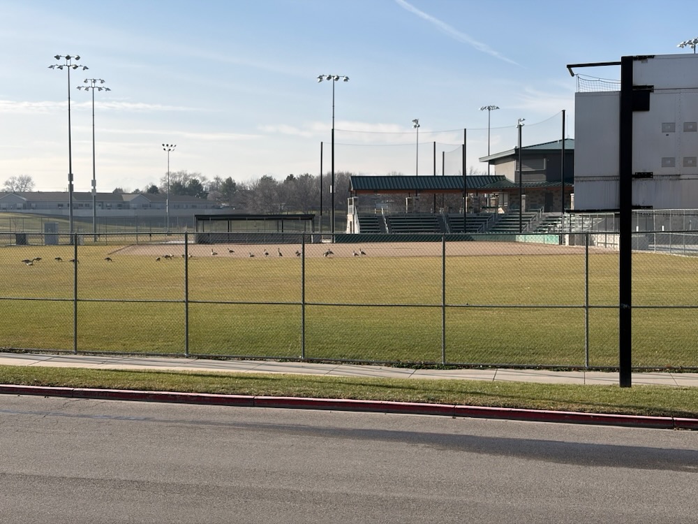 Geese in the softball field